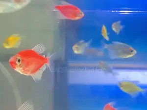 School of Glotetras – Perfect for Beginners