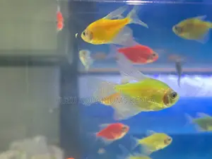 Green Glotetras – Tranquil Glow in Motion