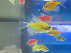 Red Green Glotetras – Festive Fun