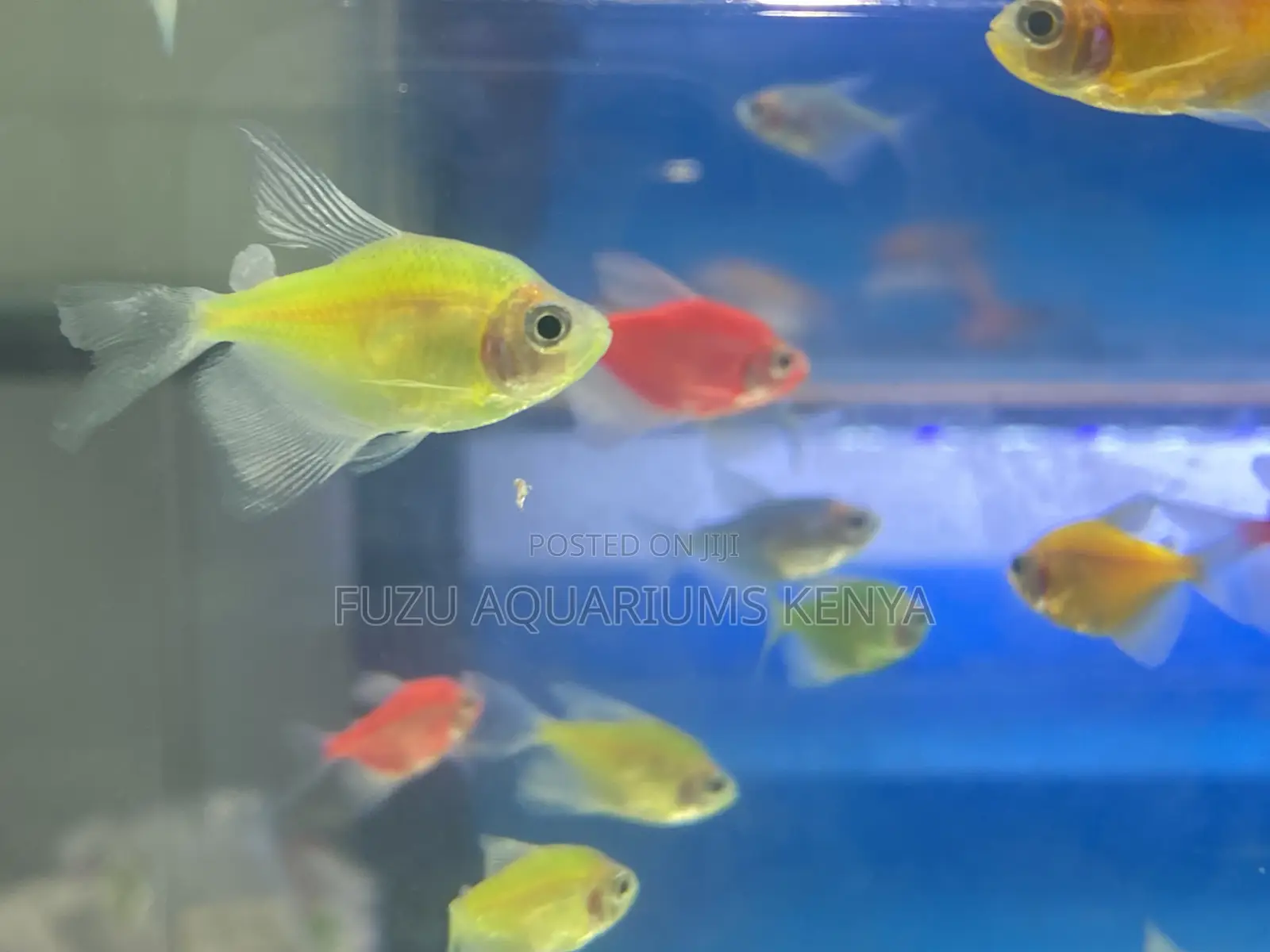 Bright Mixed Glotetras – Order Now!