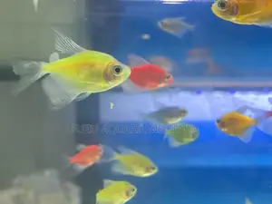Bright Mixed Glotetras – Order Now!