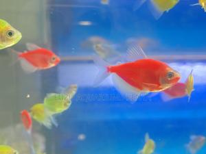 Shimmering School of Mixed Glotetras - thumbnail 2