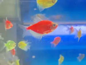 Assorted Color Glotetras – Peaceful Tank Mates