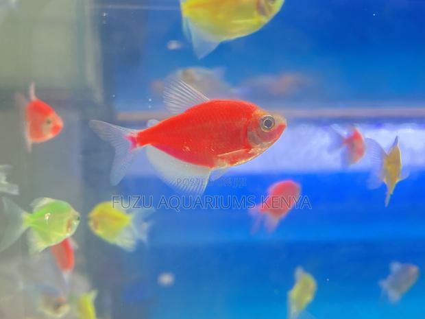 Assorted Color Glotetras – Peaceful Tank Mates - main view