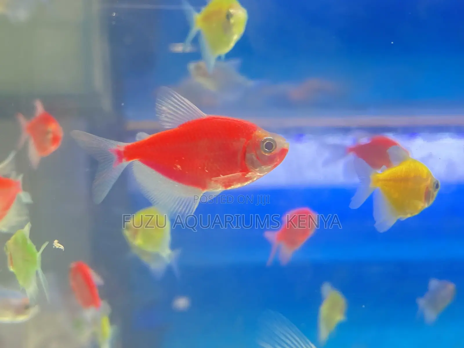 Low Maintenance Glotetras – High Visual Impact