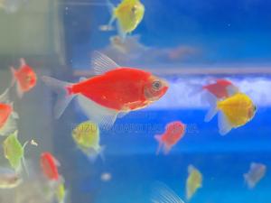 Low Maintenance Glotetras – High Visual Impact - thumbnail 2