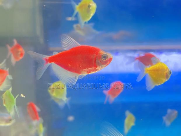 Low Maintenance Glotetras – High Visual Impact - main view