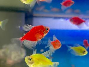 Green Pink Glotetras – Bright Gentle - thumbnail 2