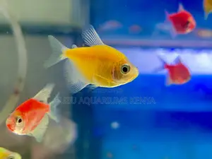 Yellow Glotetras – Cool Elegance in Every Swim