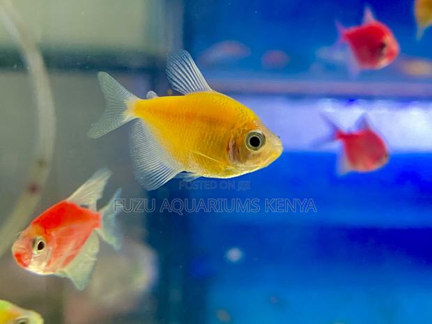 Yellow Glotetras – Cool Elegance in Every Swim