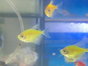 Yellow Green Glotetras Combo – Color Splash - thumbnail 2