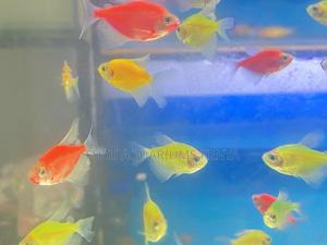 Multicolored Glotetras for Community Tanks - thumbnail 2