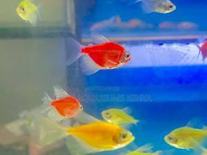 5-Color Glotetra Pack – Shine in Every Shade - thumbnail 2