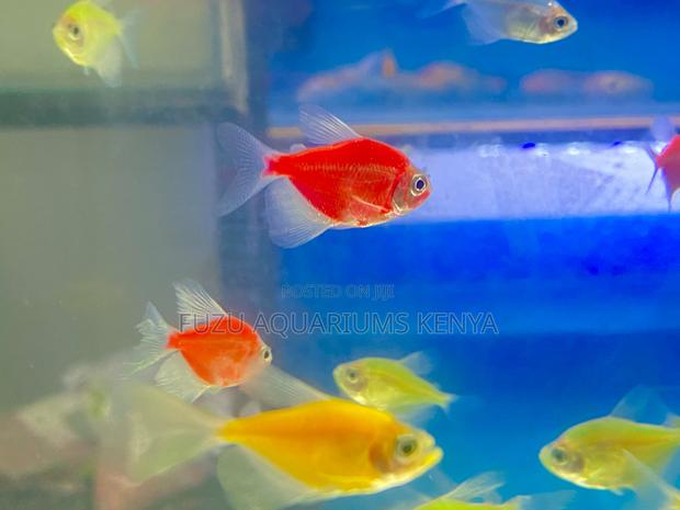 5-Color Glotetra Pack – Shine in Every Shade - main view