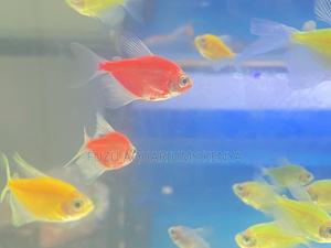 Glow Pack – All 5 Glotetra Colors Included - thumbnail 2