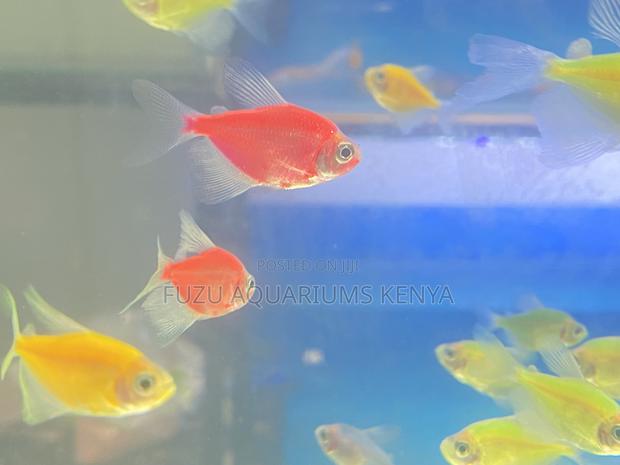 Glow Pack – All 5 Glotetra Colors Included - main view