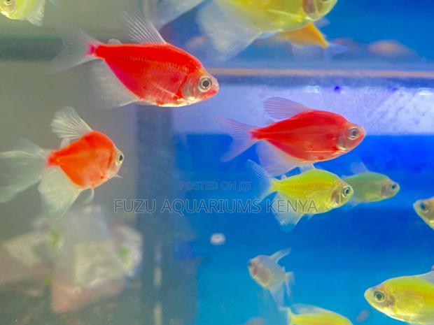 Combo Glow: Pink, Blue, Yellow Glotetras - main view