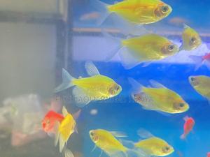 Mixed Neon Glotetras – Create a Living Rainbow - thumbnail 2