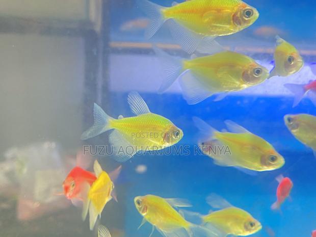 Mixed Neon Glotetras – Create a Living Rainbow - main view