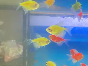 Complete Color Set – Glotetras for Any Tank