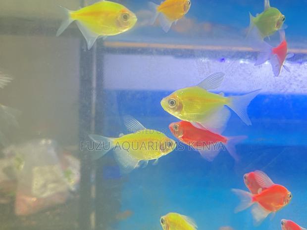 Complete Color Set – Glotetras for Any Tank