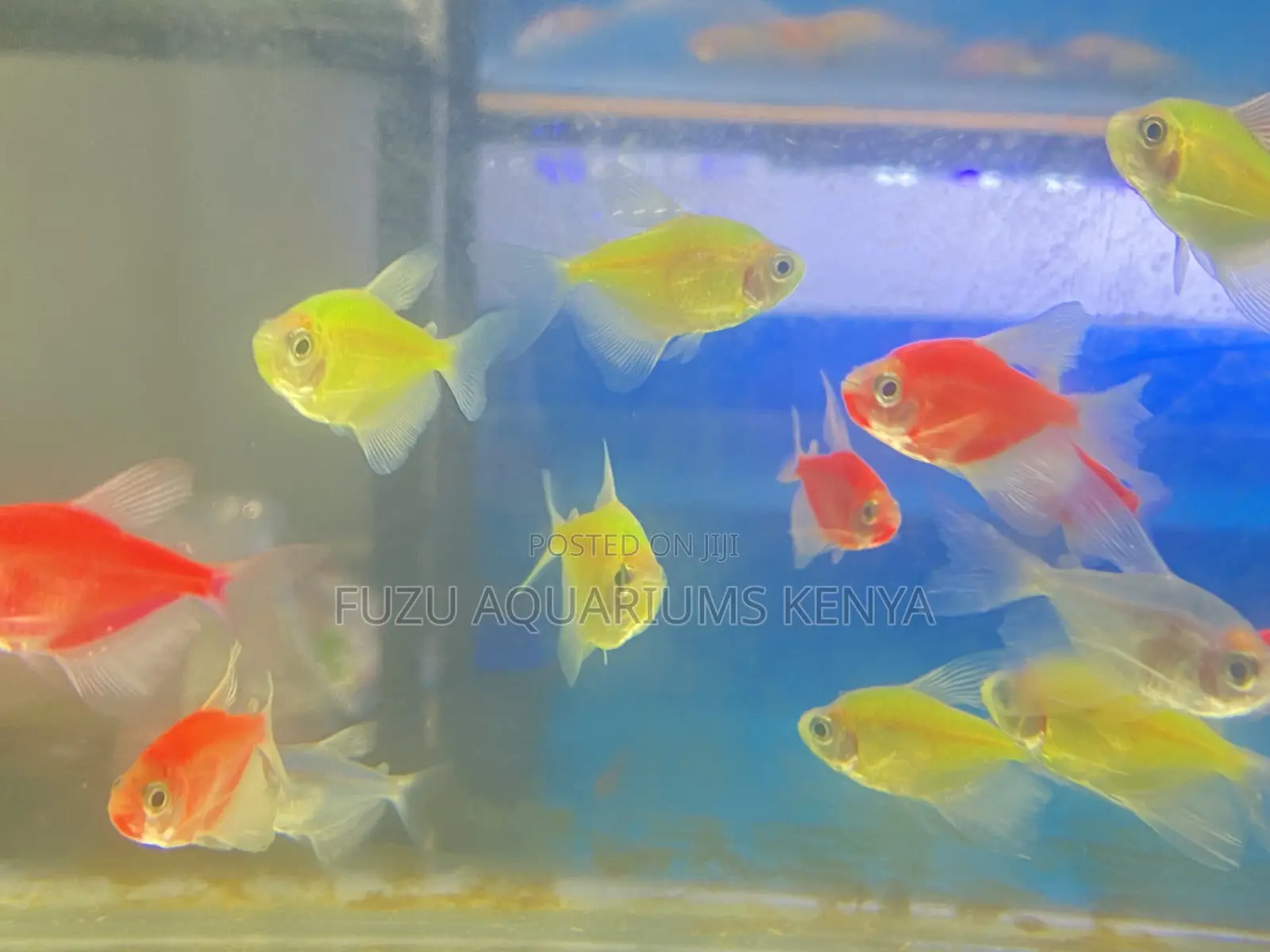Vibrant Mixed Glotetras – Mood Boosters!