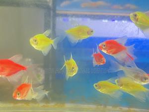 Vibrant Mixed Glotetras – Mood Boosters! - thumbnail 2