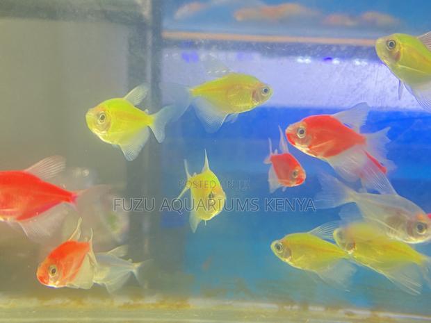 Vibrant Mixed Glotetras – Mood Boosters! - main view