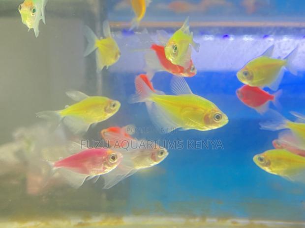 Bright Balanced Glotetra Mix – 5 Colors - main view