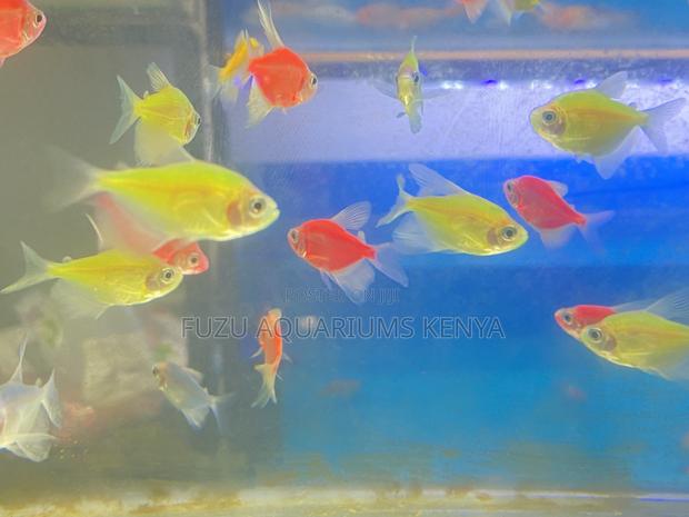 Mixed Led Glotetras – Designed for Glow - main view