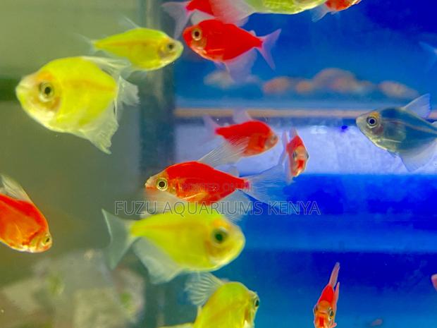 5-Star Glow Fish Pack – Red, Green, Blue, Pink, Yellow - main view