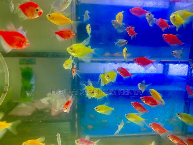 Glotetras in All Colors – Add Movement Magic - main view