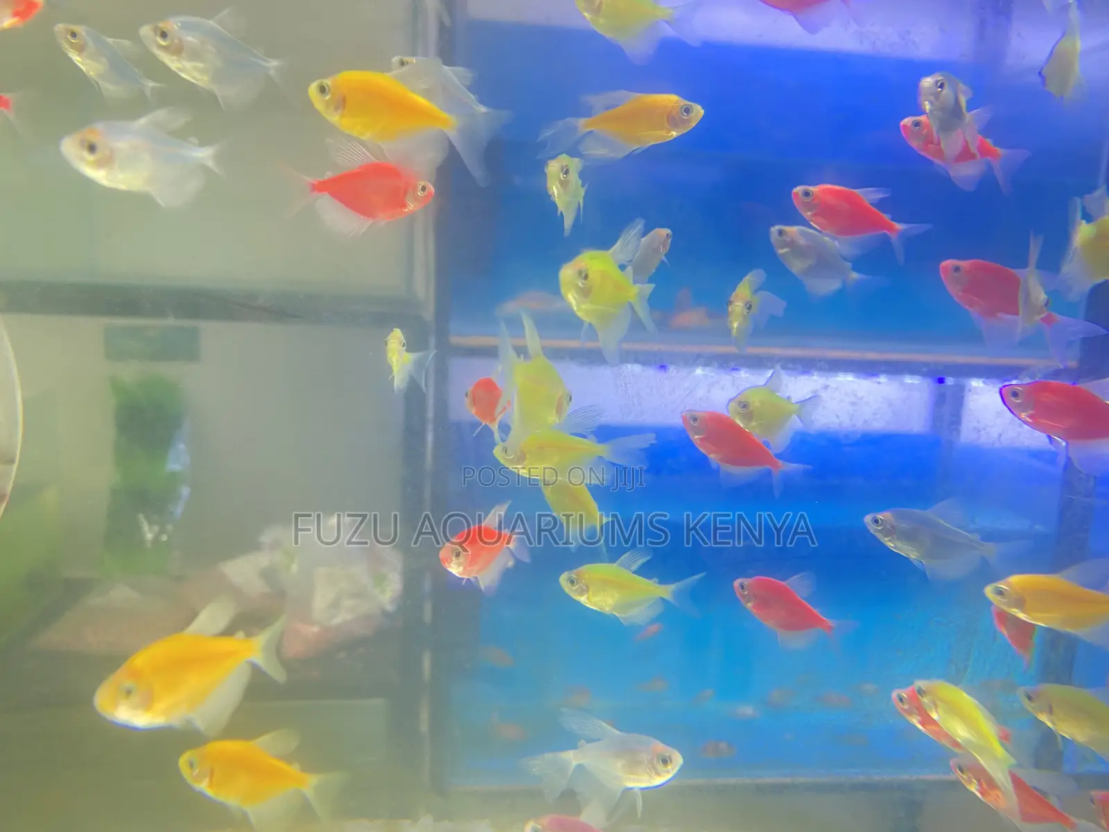 Light-Up Fish Combo – Perfect for Kids’ Tanks