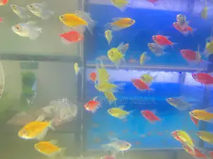 Light-Up Fish Combo – Perfect for Kids’ Tanks