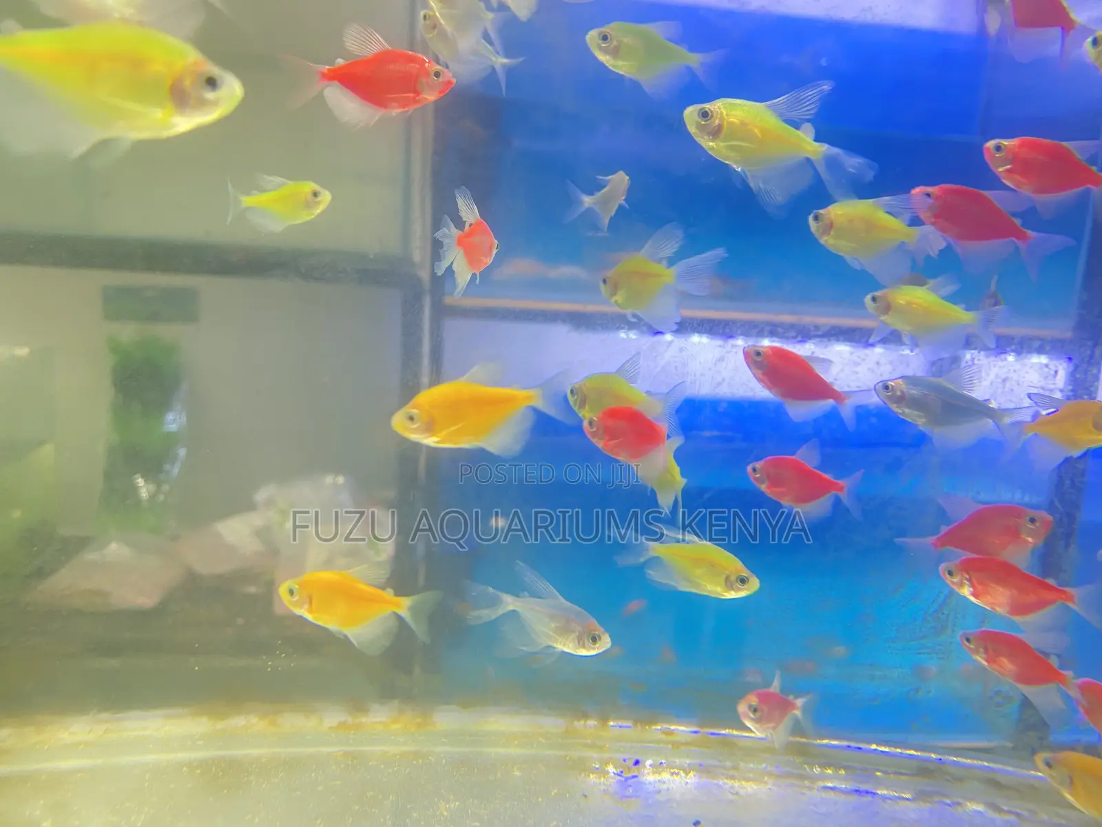 Glotetra Family Set – Color for the Whole Tank