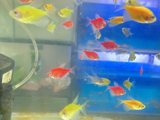 Aquarium Glow Stars – Mixed Glotetras Pack - main view