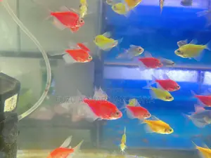 Glotetras: The Living Neon Parade