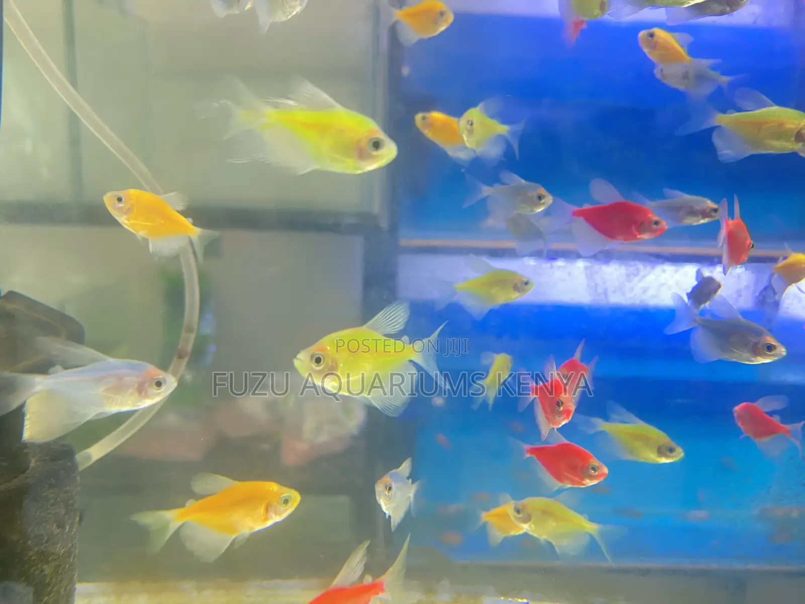 The Glow Team – Mixed Glotetras