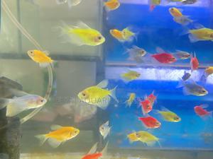 The Glow Team – Mixed Glotetras - thumbnail 2