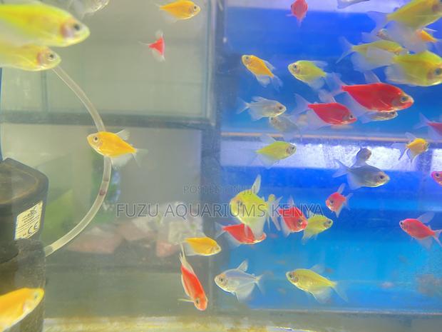 Glotetras – Tiny Dancers in Rainbow Light - main view