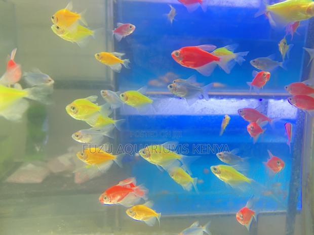 Glotetras Galore – Add Motion to Color