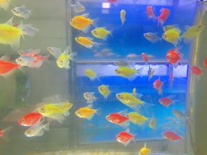 Glotetras – Aquarium’S Natural Nightlight - thumbnail 2