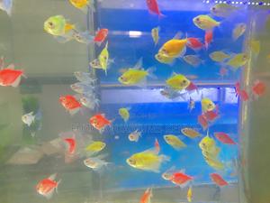 Tiny Glow Rockets – Mixed Glotetras - thumbnail 2