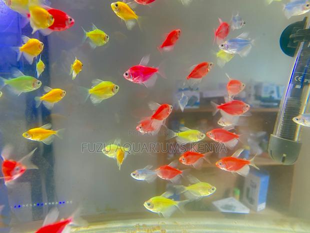 Glowfish Wonders – Mixed Glotetras