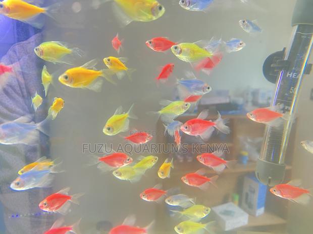 Glotetras – Color Therapy in a Tank - main view