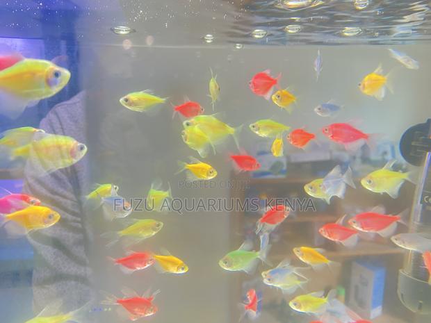 Add Sparkle With These Glotetras - main view