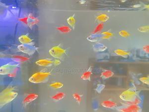 Your Tank, but Make It Glow – Glotetras Inside - thumbnail 2