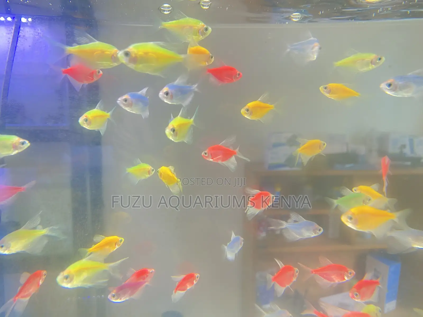 Glotetras That Dance in Ligh