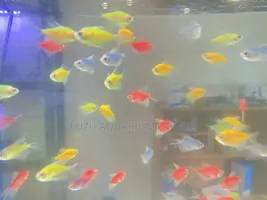 Glotetras That Dance in Ligh