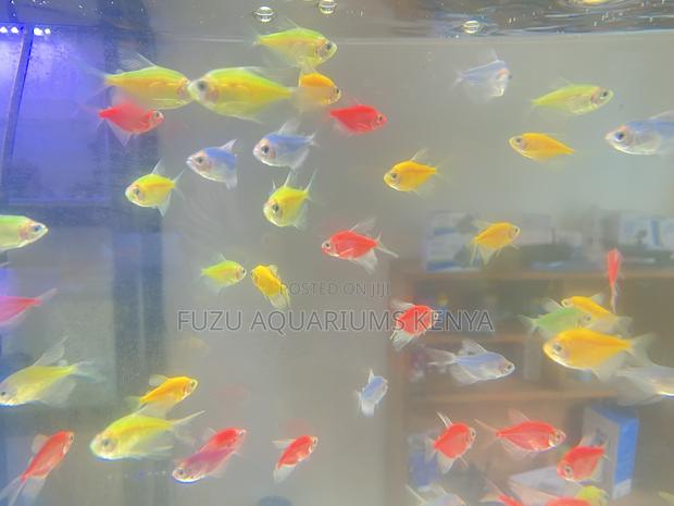 Glotetras That Dance in Ligh - main view